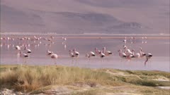 Flamingos On Salt Lake Near Steaming Geysers