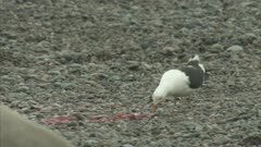 Kelp Gull On Beach With Elephant Seals,Feeds On Placenta