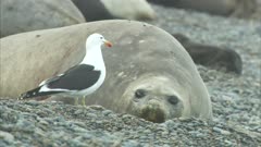 Southern Elephant Seals On Patagonia Beach, Barks At Gull