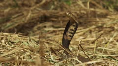 African Cape Cobra in dry grass