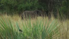 Elephant walking through the tall savanna grass