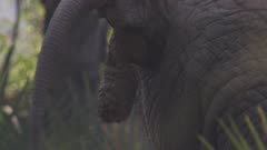 Elephant standing in a dense forest, pooping