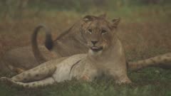 African Lion cub with large wound in abdomen rolling around on the grass