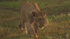 African Lion cub walking through the savanna
