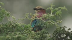 Purple Roller perched in a tree top 