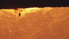 Extreme close up of Spiders on a web at sunset