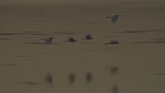 Tracking shot of a flock of birds flying over a waterway