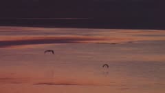 Tracking shot of a flock of birds flying over a waterway at dusk