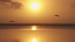 Yellow-billed Storks wading in and flying over the water at sunset