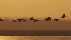Flock of birds flying over a waterway at sunset