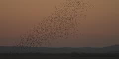 Murmuration of birds fly over river