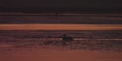 Great White Pelican flying over river at sunset; turns and lands in the river