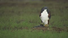 African Fish Eagle feeding on a captured fish 