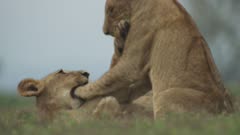 African Lion cubs play on the floodplain