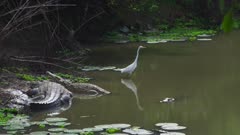 Great White Egret wading in river near basking Nile Crocodiles