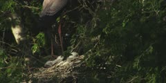 Yellow-billed Stork in tree with chicks