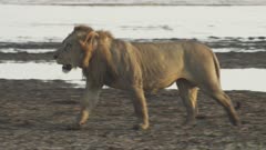 Male Lion surverying waterside