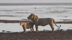 Collared male Lion surverying waterside with Lion cub