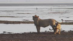 Collared male Lion surverying waterside with Lion cub