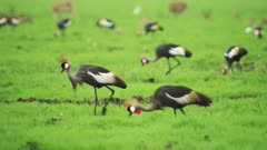 Grey Crowned Cranes searching for food