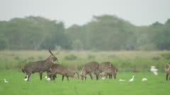 Herd of Waterbuck grazing; male Waterbuck tries to mate with female