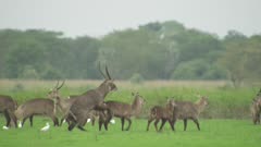 Herd of Waterbuck grazing; male Waterbuck tries to mate with female