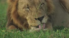 Collared male Lion resting in clearing