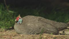 A foraging Helmeted Guineafowl stops to rest in the dirt
