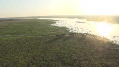 Aerial view of herd of Hippos walking towards river