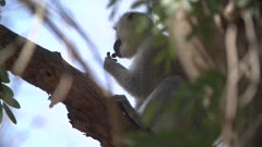 Monkey feeding on tree