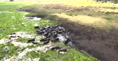 Aerial view of herd of Hippos in river