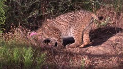 Iberian lynx walking in grassy patch and sniffing
