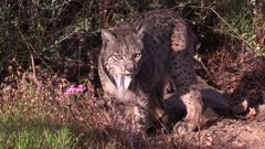 Iberian lynx sniffing in grassy patch