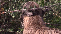Iberian lynx sniffing bush