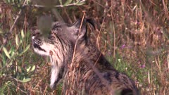Iberian lynx sniffing in grassy patch