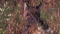 Iberian lynx standing in grassy patch