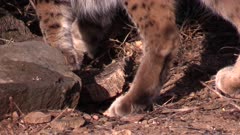 Close up of Iberian lynx paws
