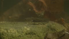 Fire Salamander larva walking on rock underwater
