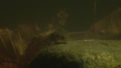Fire Salamander larva on rock underwater