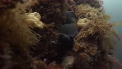 Moray Eel hiding among rocks
