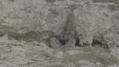 Short-eared owls sitting on rock