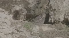 Short-eared owls sitting on rock