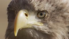 White-tailed Sea Eagle Falconry Close-Up