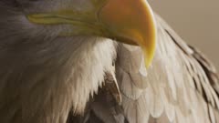 White-tailed Sea Eagle Falconry Close-up Calling