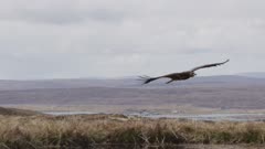 White-tailed Sea Eagle Falconry