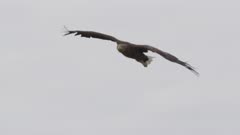 White-tailed Sea Eagle Falconry