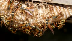 Asian paper wasps on nest lots of interaction