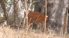 Cape bushbuck female in forest 