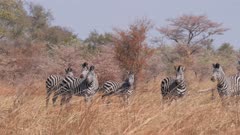Chapman's zebras trotting away then turn to watch