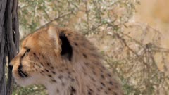 Southeast African cheetah resting close up